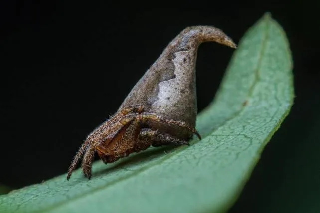 d475b7b80c7c35341bc4c01fe09418dd03c434a7 01-Eriovixia-gryffindori-sumukh-j-n.jpg