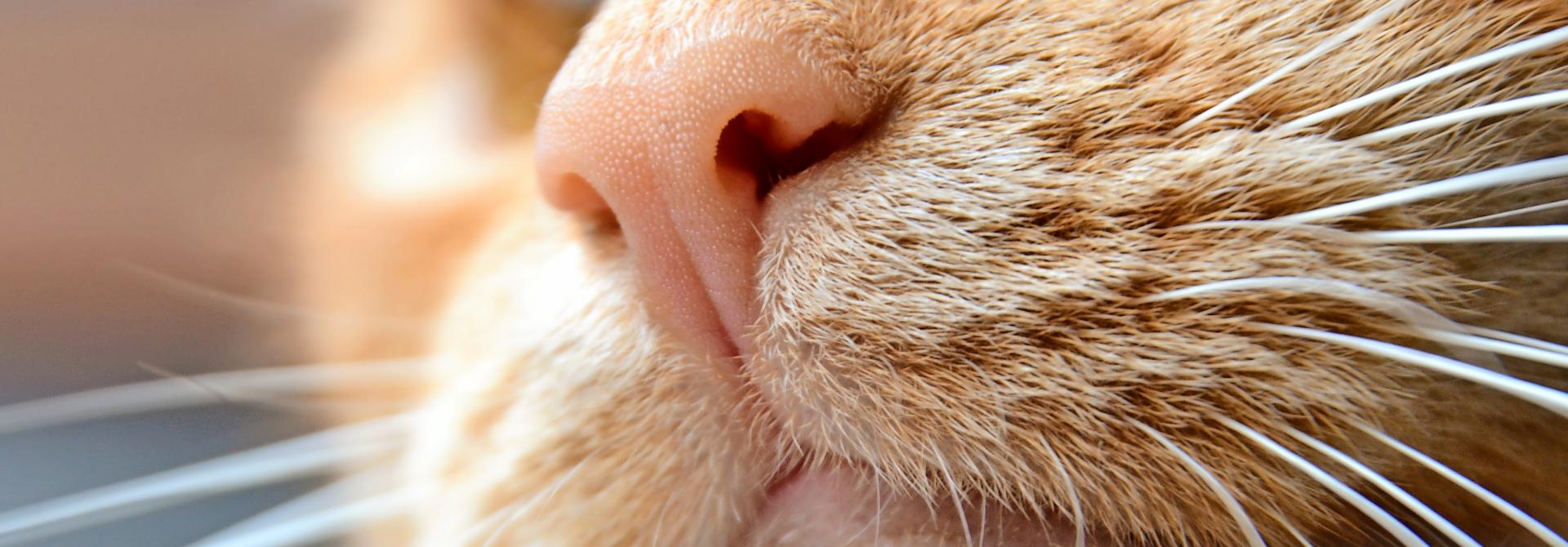 Katzennase close up