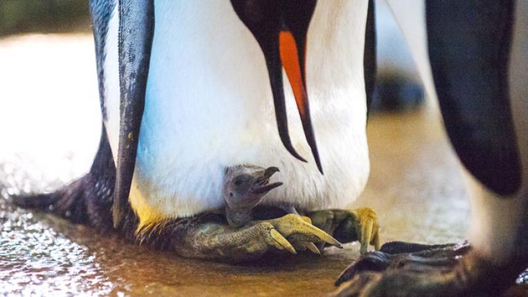 pinguine1.jpg