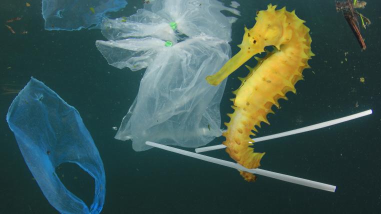 Seepferdchen und Plastiksack