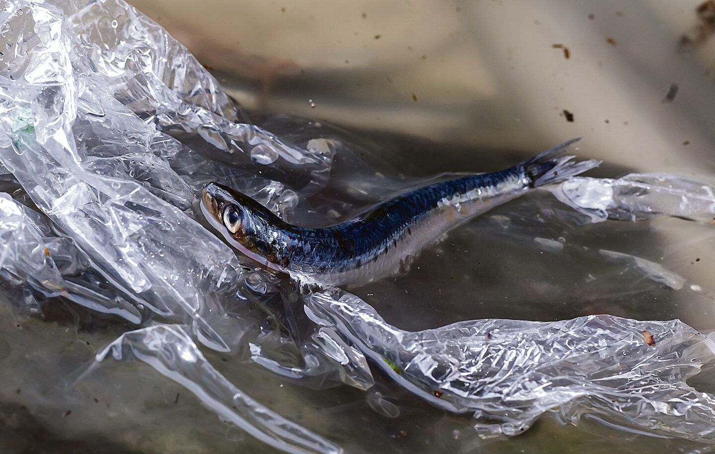 Plastikverschmutzung zerstört vor allem Lebensräume im und am Wasser.
