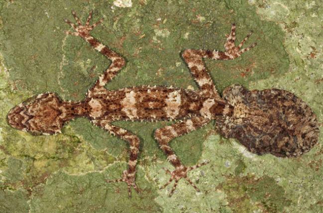The_Cape_Melville_Leaf-tailed_Gecko_Saltuarius_eximius_Conrad_Hoskin-bysa_s.jpg