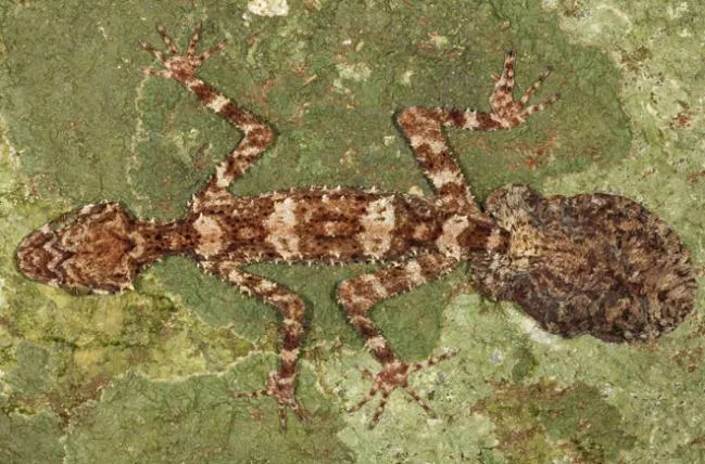 a5e24ba251bcc2ce7034b1311421dda864b1ec14 The_Cape_Melville_Leaf-tailed_Gecko_Saltuarius_eximius_Conrad_Hoskin-bysa_s.jpg