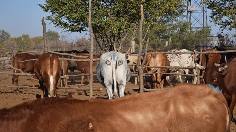 9cf1e91583140357036a00c5855405505963102c Kuhhintern mit aufgemalten Augen in Botswana
