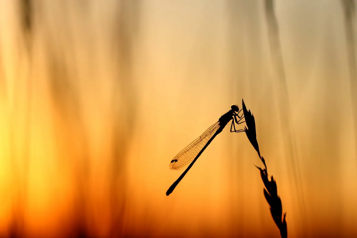 lolame-dragonfly-4304947 Viel mehr Insekten als gedacht: Forschende schätzen bis zu 30 Millionen Arten weltweit