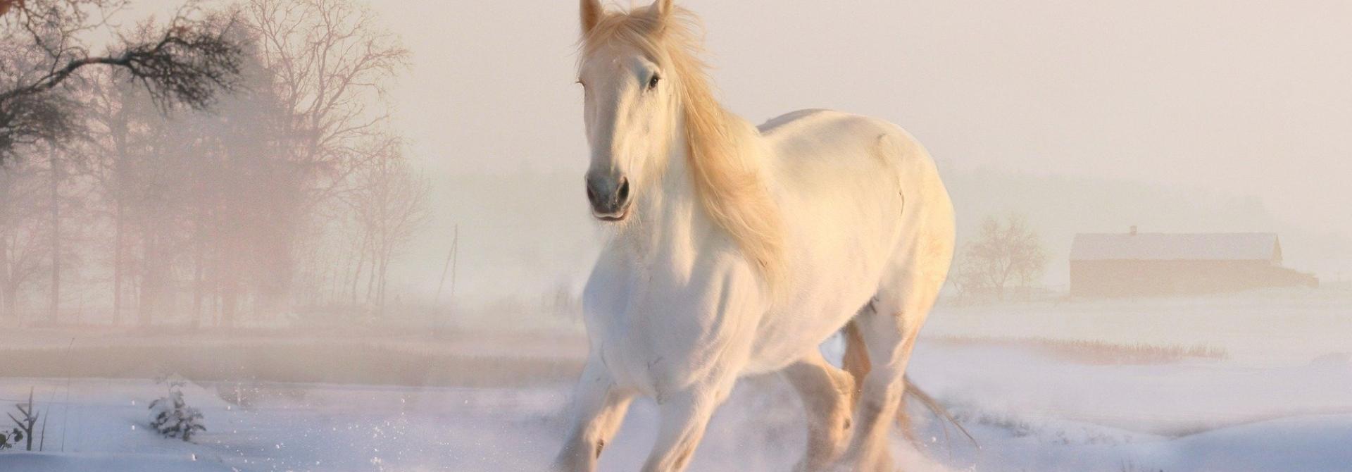 Weisses Pferd im Schnee