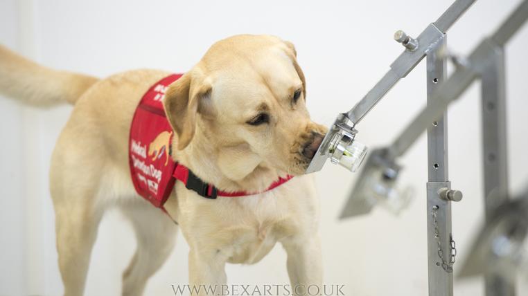 Corona-Spürhund bei der Ausbildung