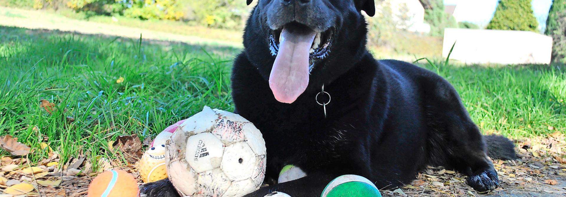 Hund mit Bällen
