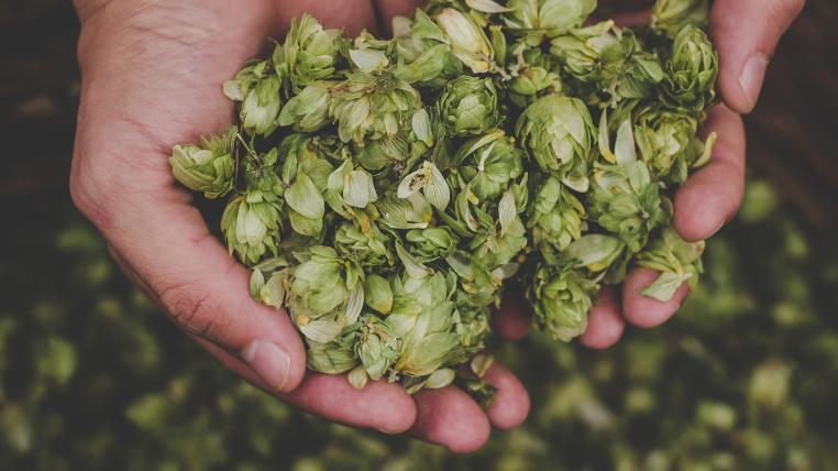Hopfen in Hand