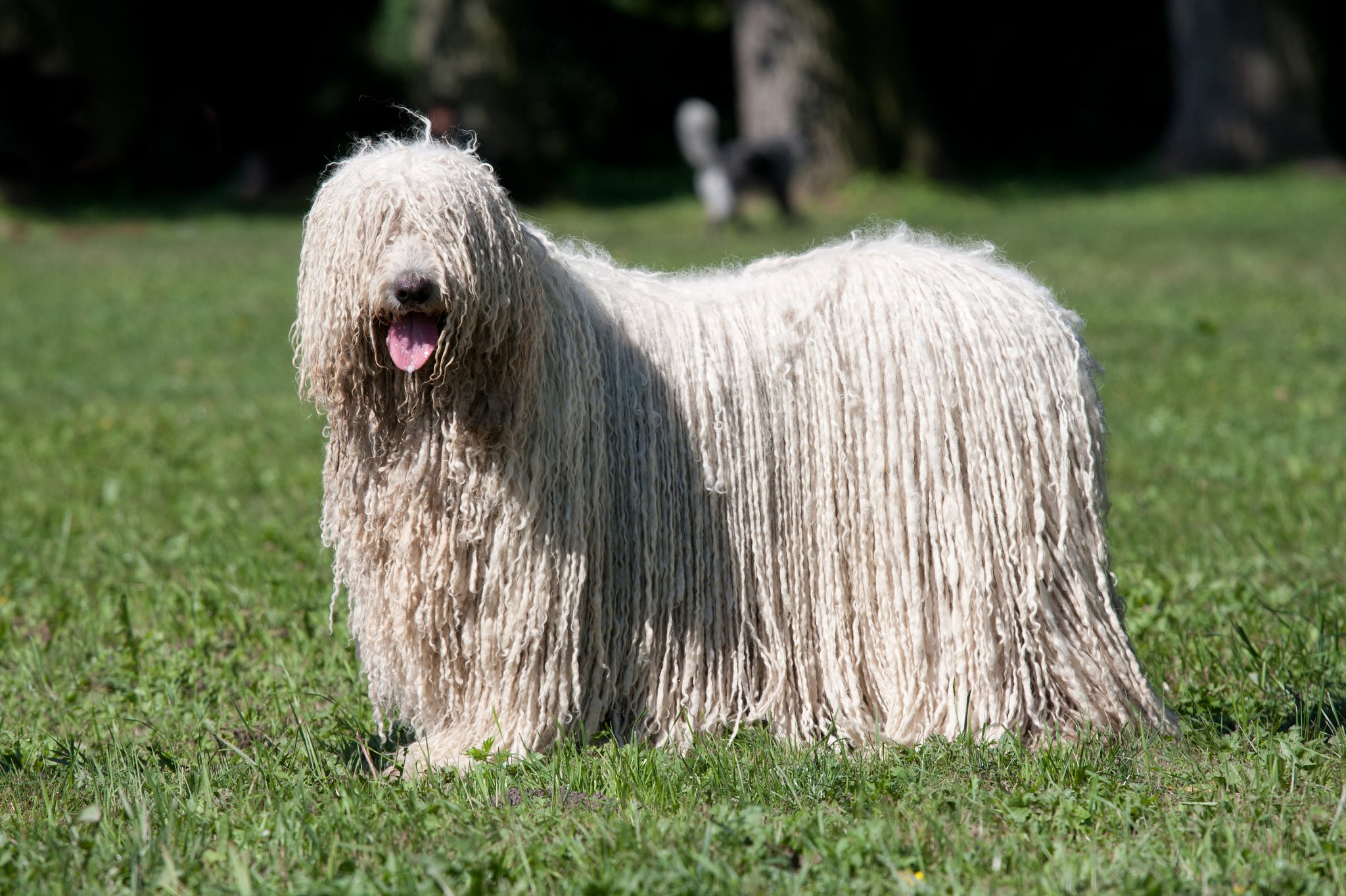 Komondor – der Hund im Schafspelz