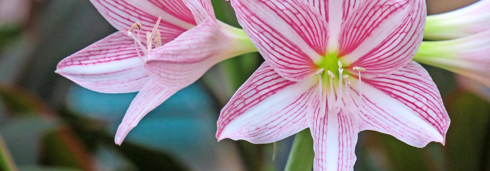 Amaryllis_Ellen Chan_pixabay.com.jpg