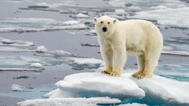 Eisbär auf Eisscholle