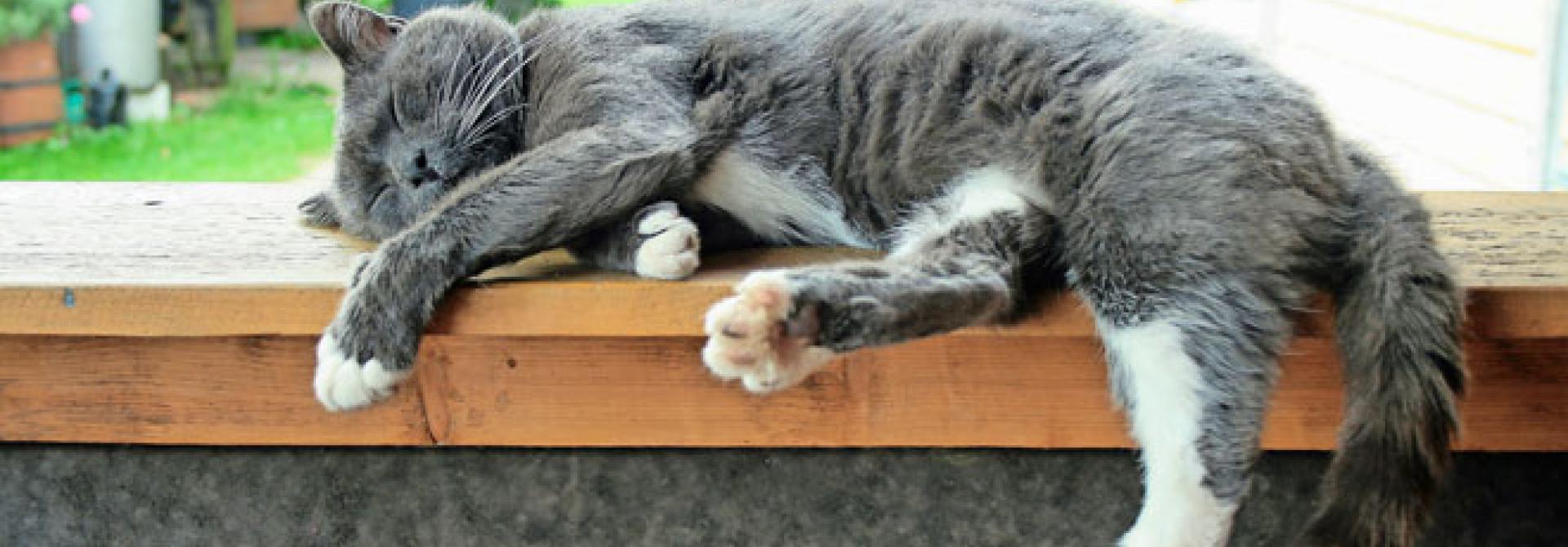 alte-katze-Gagilas_flickr.jpg