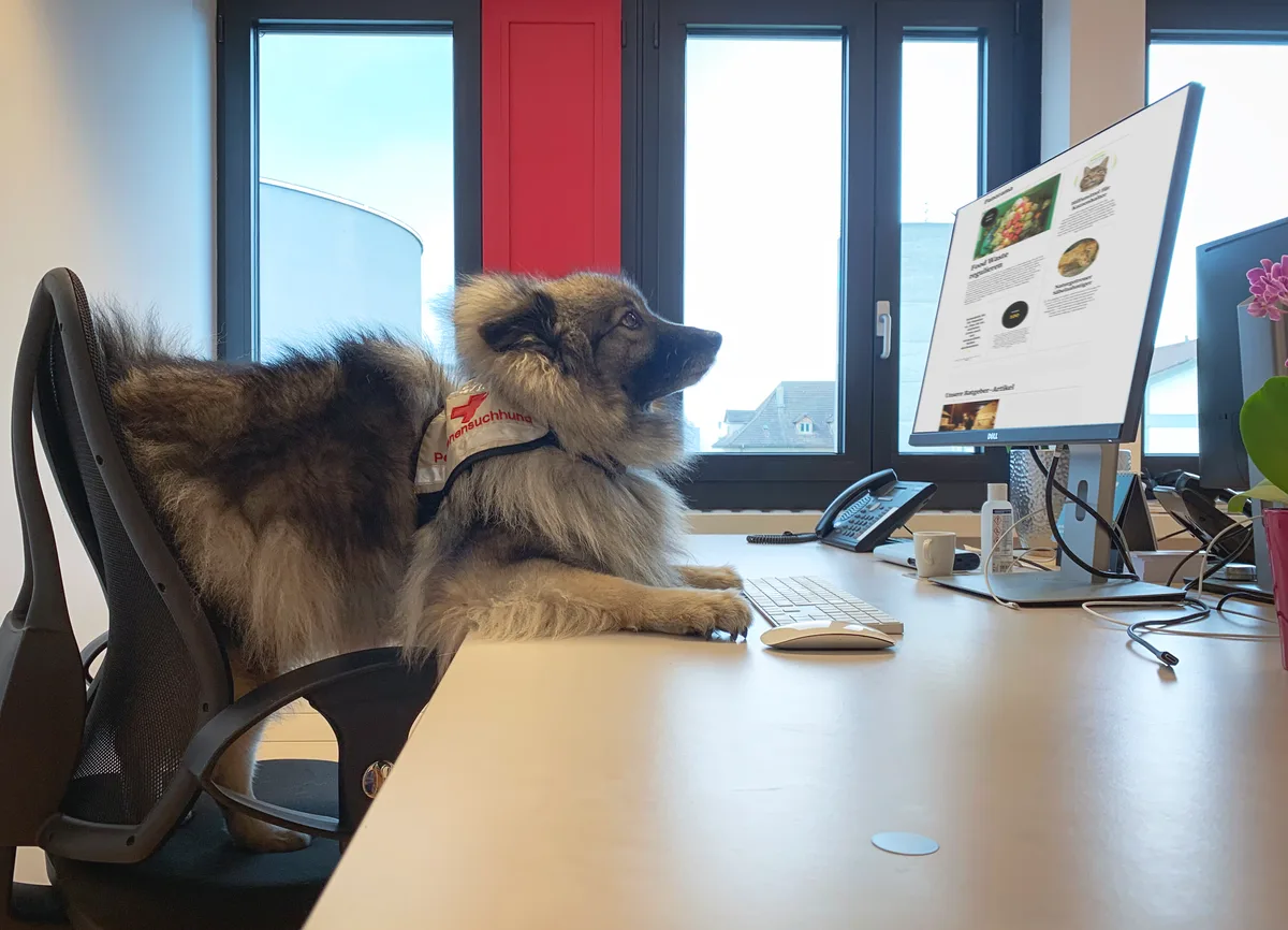 MicrosoftTeams-image__1_ Belka Wolfsspitzhund