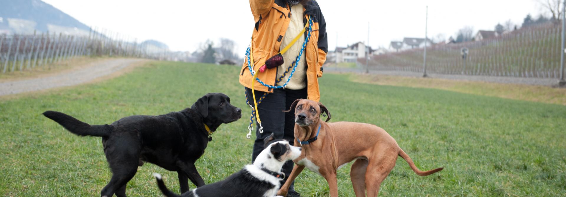 hundehort.jpg