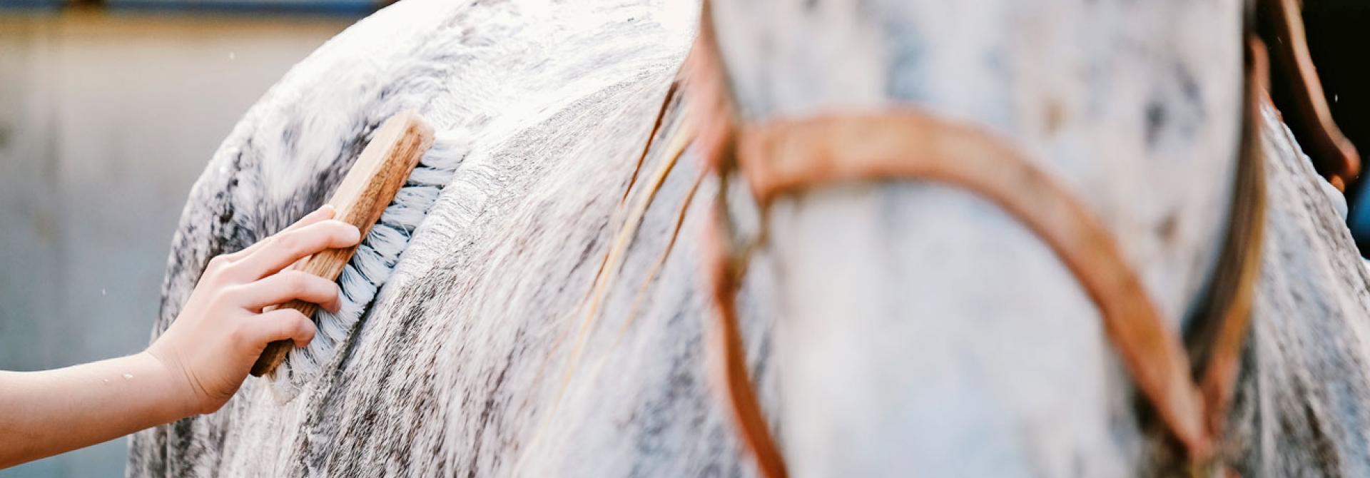 shutterstock_pferd-buerste.jpg