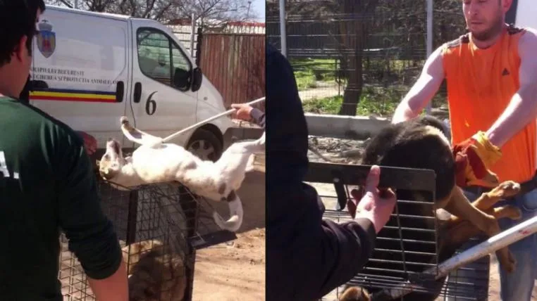 ceca6fc051e8c81b044fb81f01552045465191ea hundefaenger.jpg