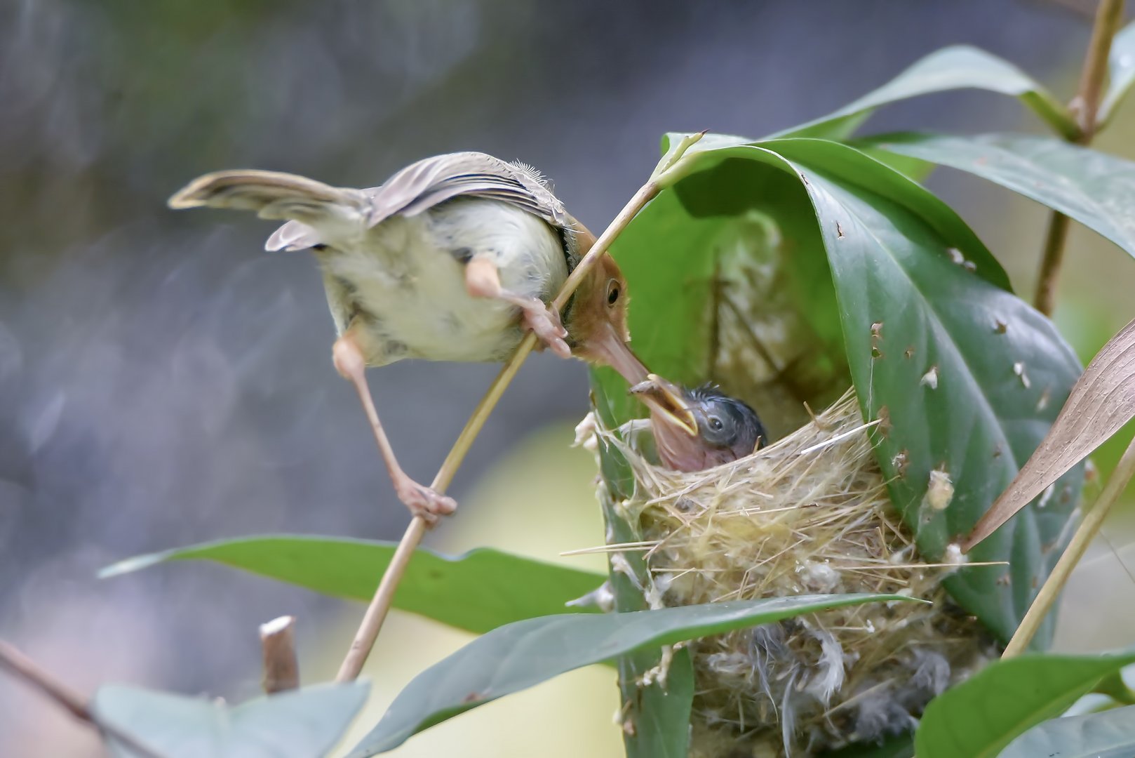 Die kreativsten Brutplätze der Vogelwelt