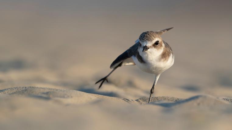 Seeregenpfeifer am Strand