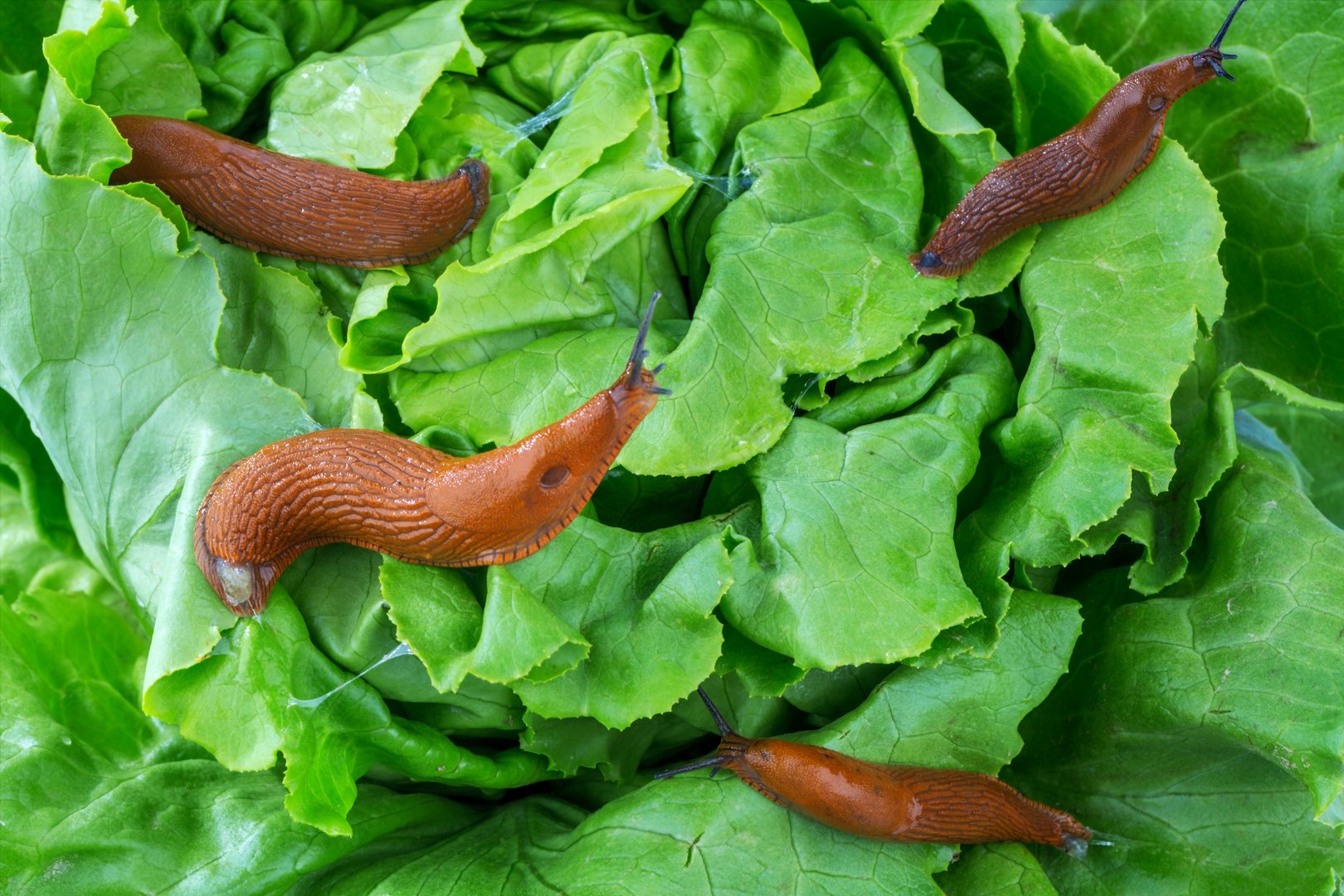 Tipps und Tricks gegen Schnecken im Garten