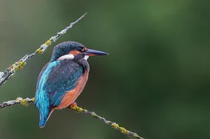 Der Eisvogel ist mit seinem schillernden Gefieder unverkennbar.
