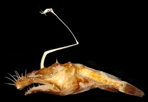 Keine Schönheit: Der Anglerfisch Lasiognathus dinema.