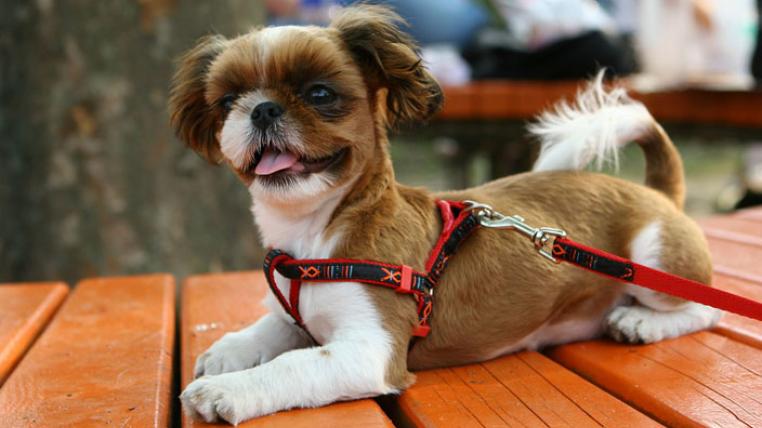dog-pixabay.jpg