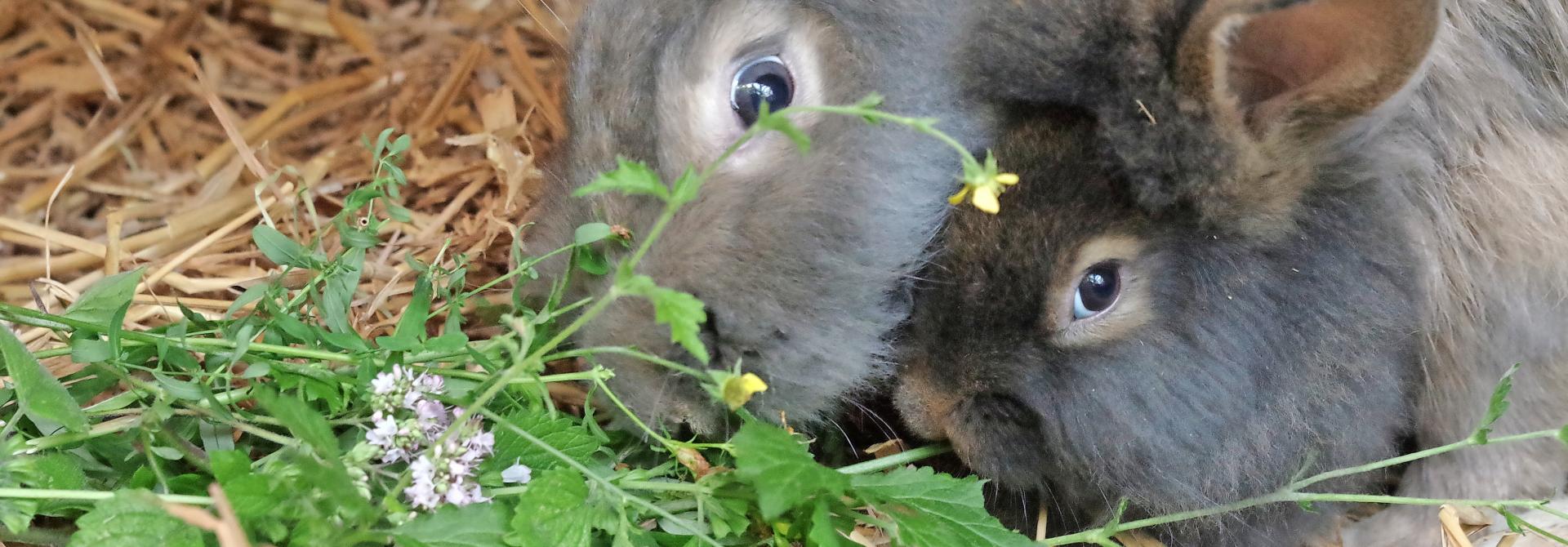 Kaninchen fressen Kräuter