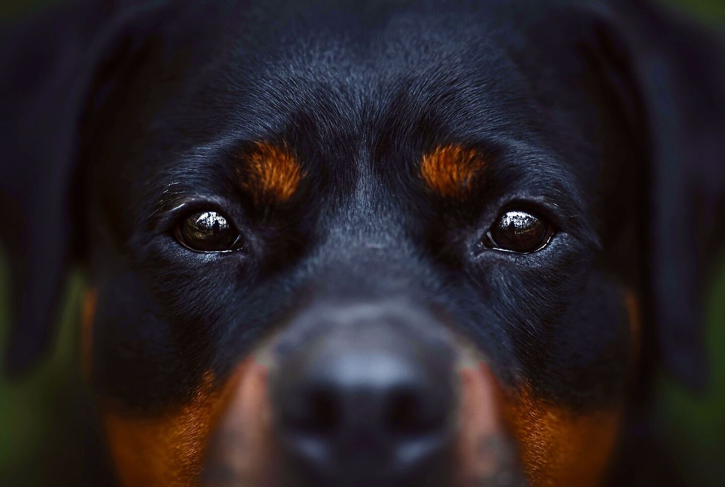Rund 350 Rottweiler sind momentan im Kanton Zürich registriert.