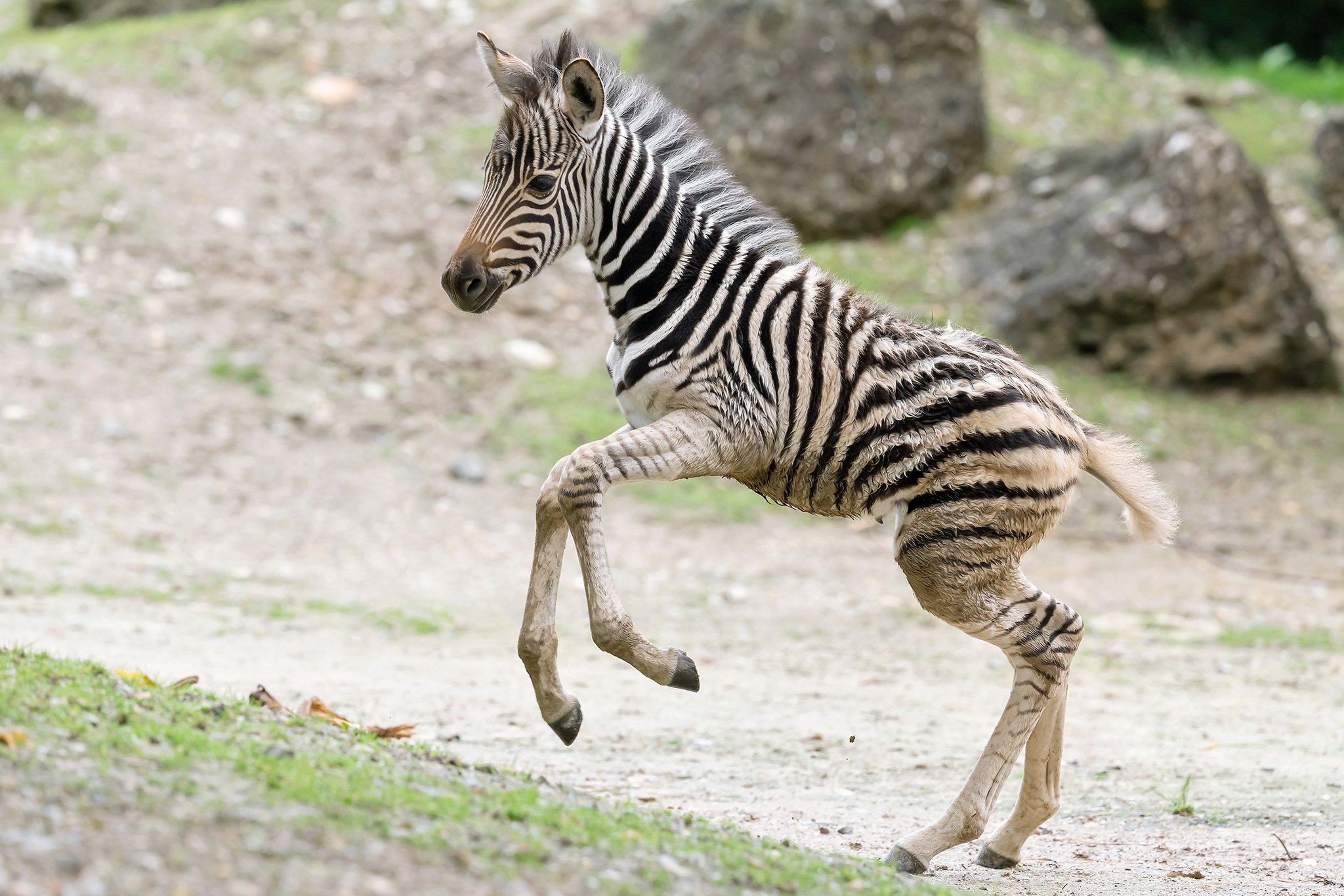 Zebra-Fohlen hüpft durch die Anlage