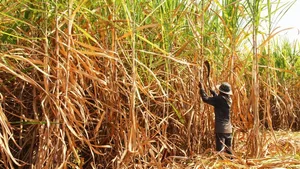 Investitionen in «Flex Crops» wie hier Zuckerrohr in Thailand tragen zur Vergrösserung der sozialen Ungleichheit bei.