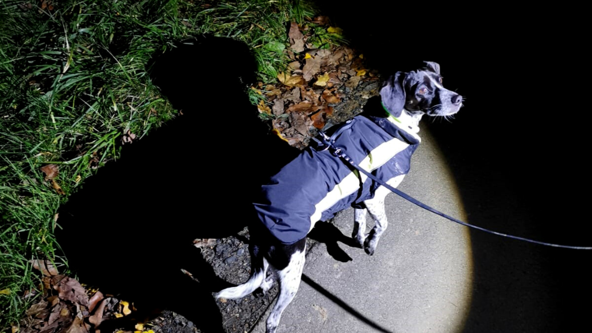 Tipps für Hundespaziergänge im Dunkeln
