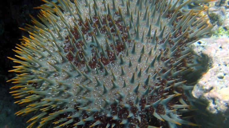 CrownofThornsStarfish_Fiji_2005-10-12_Matt-Wright_by_s.jpg