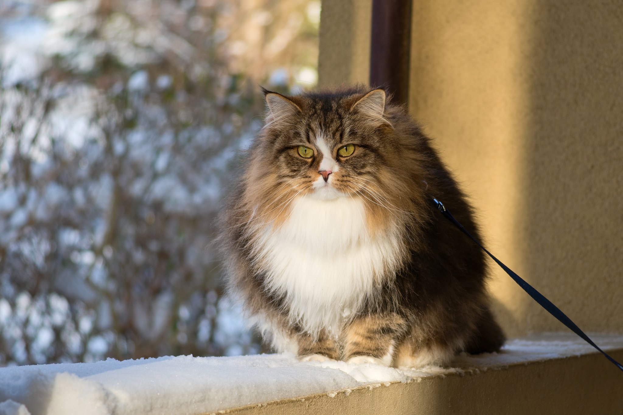 Sibirische Katze: Die stolzen Langhaarkatzen aus dem hohen Norden