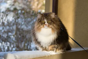 Das dichte Fell ist typisch für echte Sibirische Katzen.