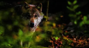 Freiwillige ziehen durch die Lüneburger Heide, sammeln Wolfslosung und liefern wichtige Daten zur Rückkehr des Wolf – Naturschutz hautnah mit Biosphere Expeditions.