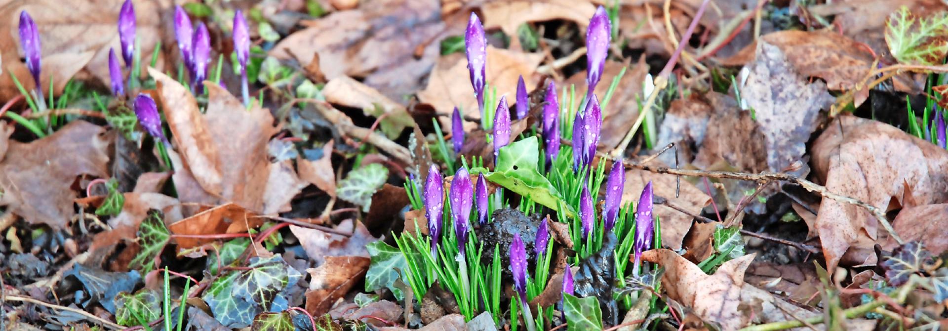 Krokusse