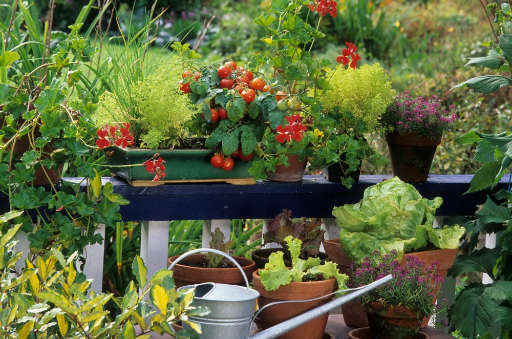 Der Gemüsegarten auf dem Balkon