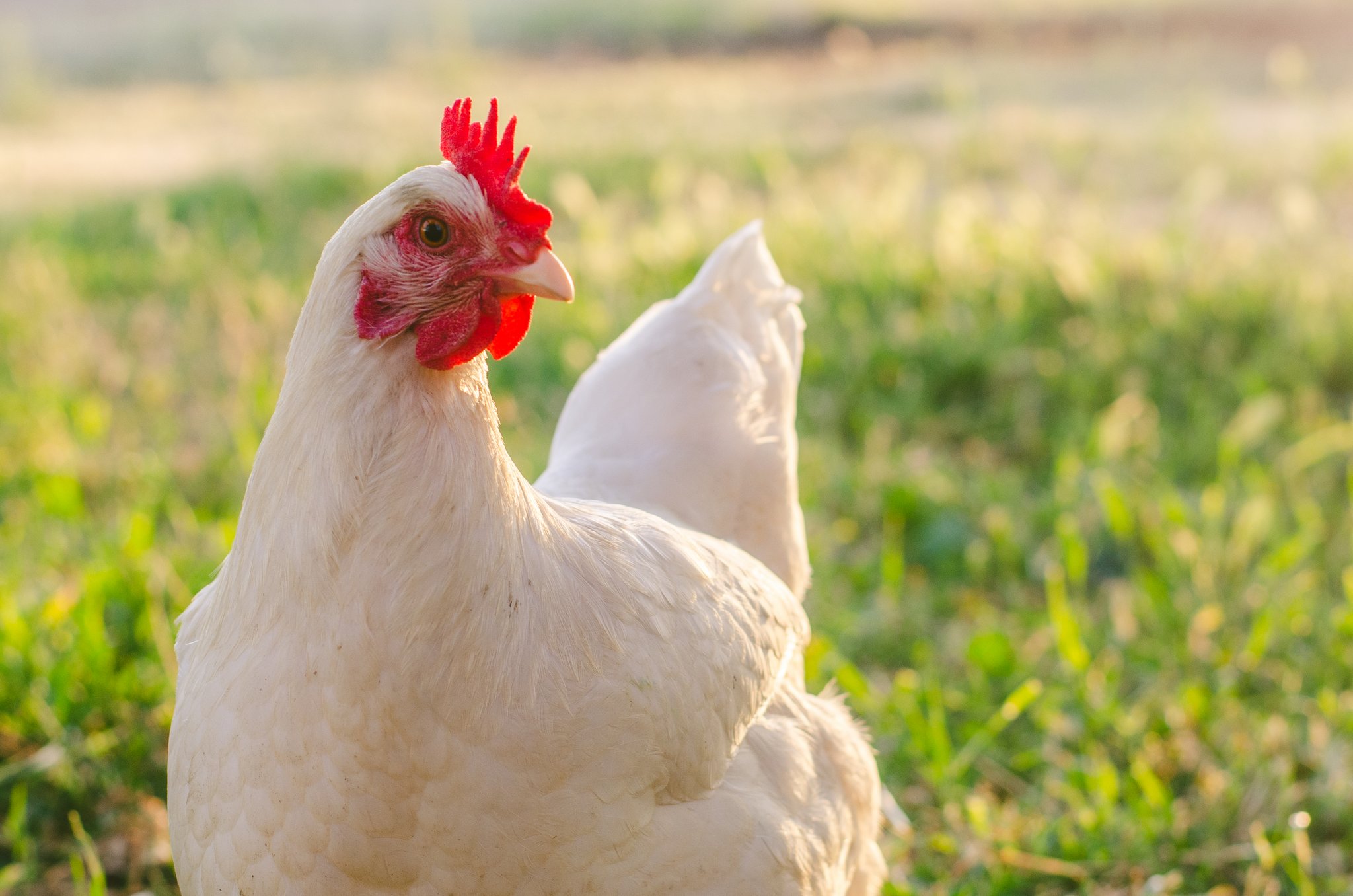 Bund ordnet Massnahmen gegen Vogelgrippe an
