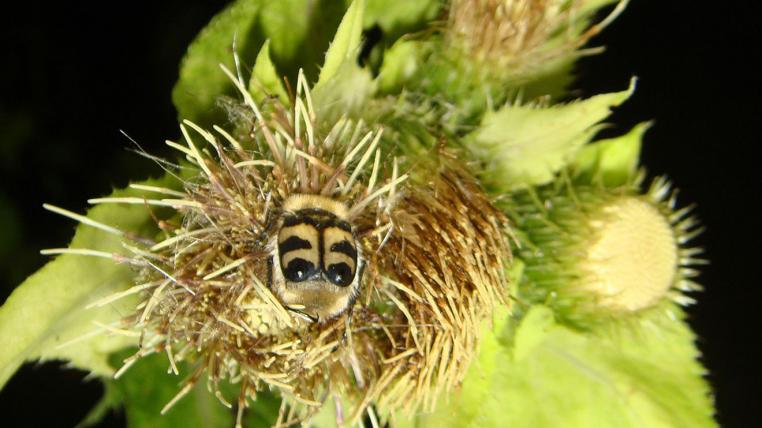 distel-s.jpg