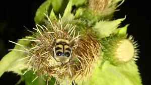 Disteln werden nicht nur tagsüber, sondern auch in der Nacht von Insekten bestäubt.