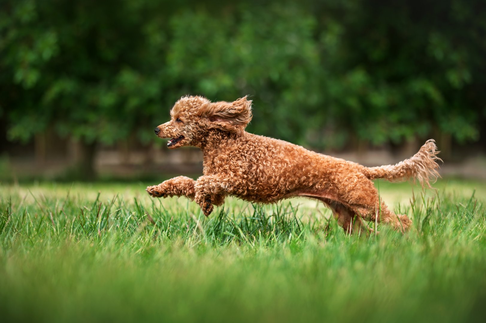 Pudel: Der intelligente Hund mit den berühmten Locken