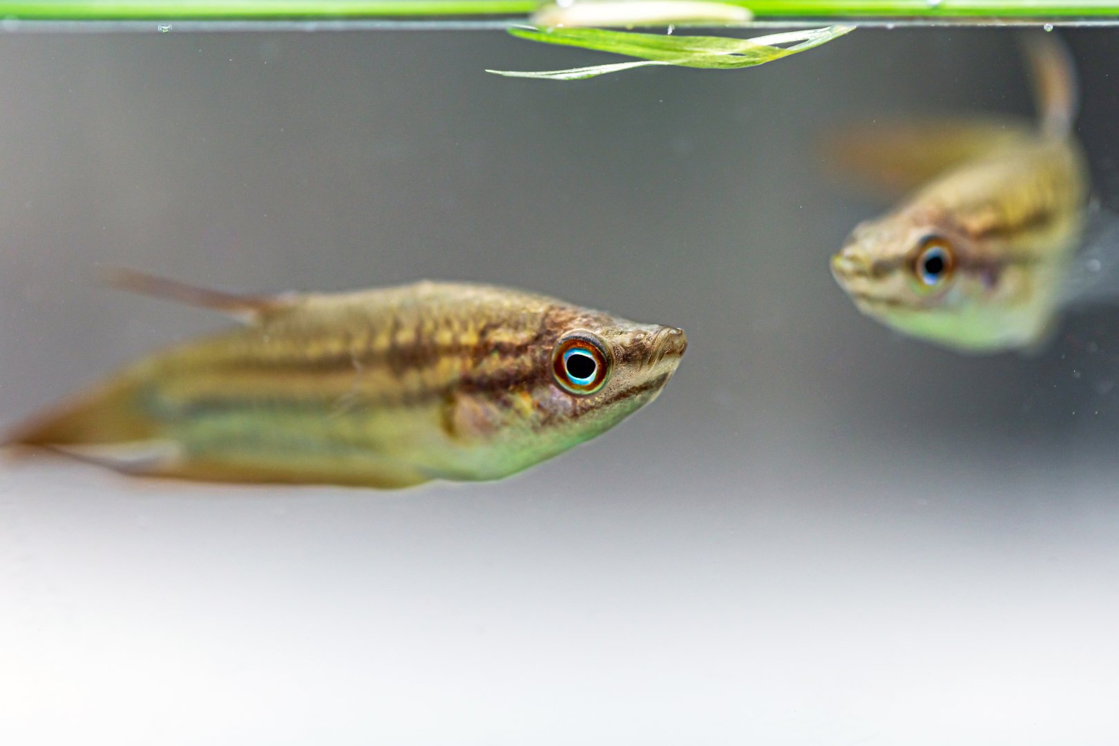 Sprache der Fische: Nur stummes «Blub Blub»?