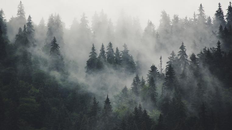 Wald im Nebel