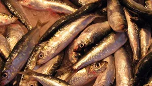 Heringe sind laut der Umweltschutzorganisation WWF zum Verzehr geeignet.