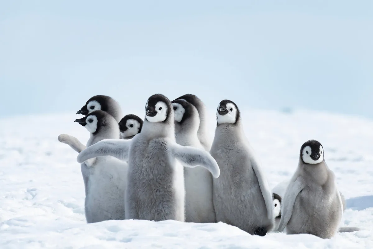 shutterstock_1243438036 1243438036
