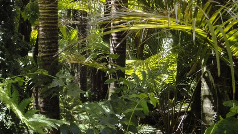 3d124396a6265f1889d2985283dc1857514b1aeb rainforest-pixabay.jpg