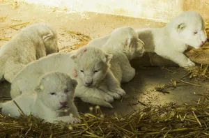 Gleich fünf weisse Löwenbabys sind am 12. April in Amnéville geboren.