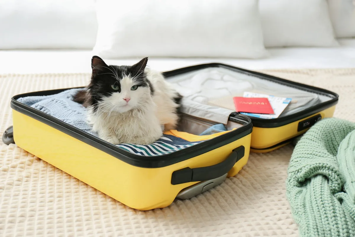 shutterstock_1912184458 Mit der Katze in den Urlaub