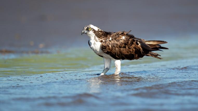 Fischadler steht im Wasser